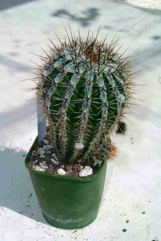 Echinopsis_haku